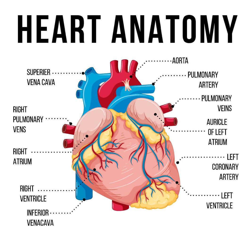 Human internal organ with heart vector
