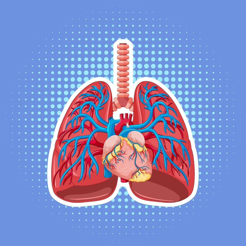 órgano interno humano con pulmones vector