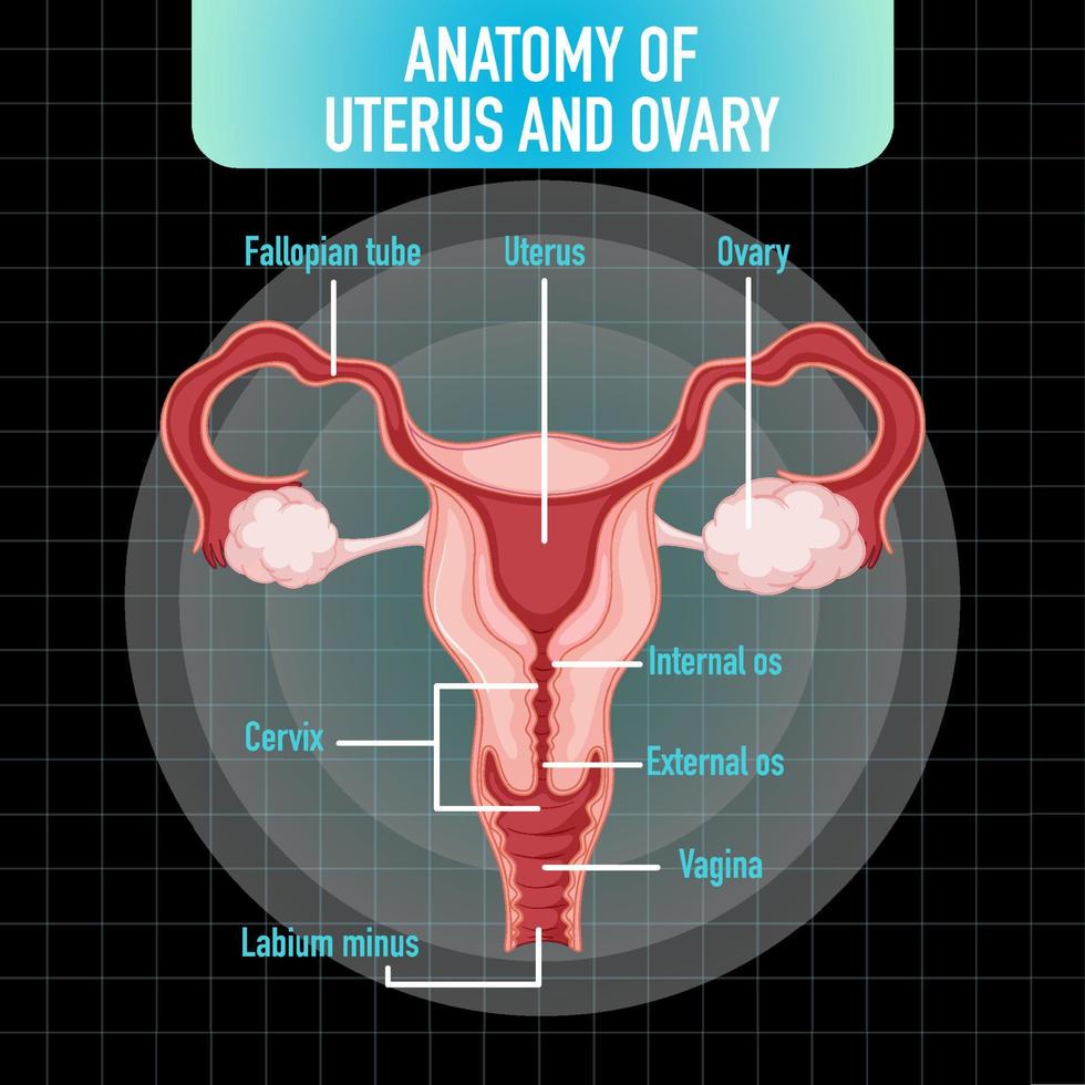 órgano interno humano con útero vector