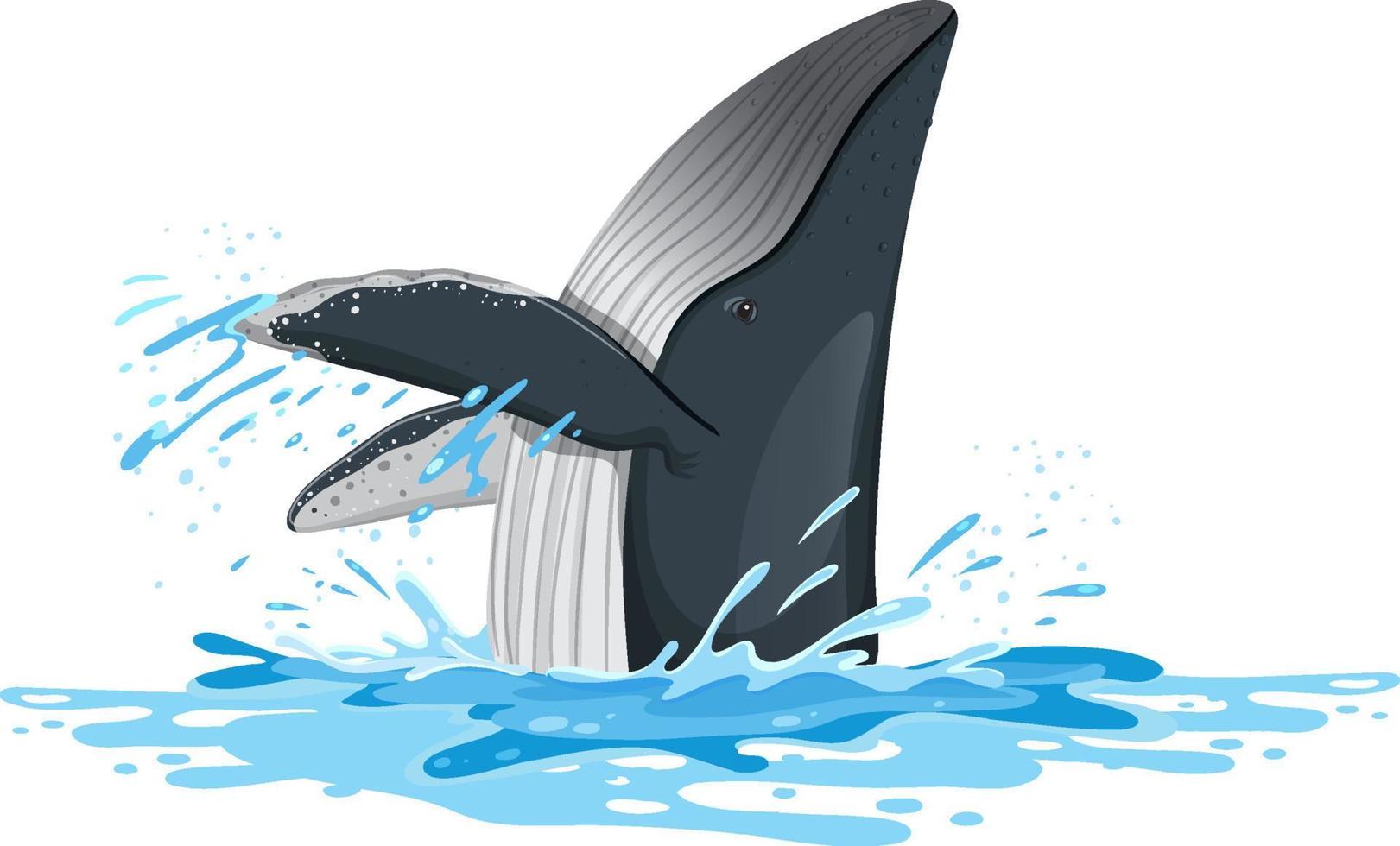 Humpback whale in the water vector