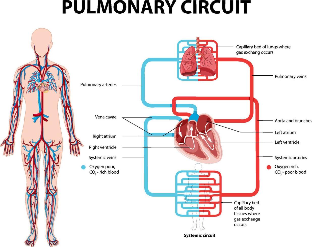 diagrama que muestra el circuito pulmonar vector