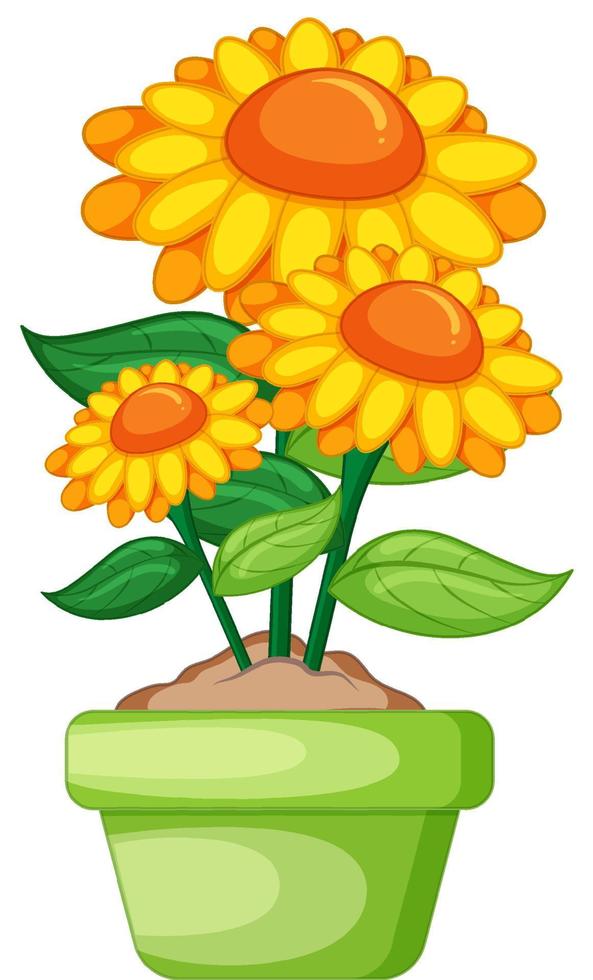 Yellow flowers in a pot in cartoon style vector
