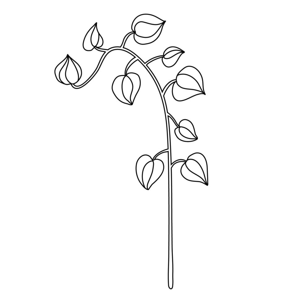 Physalis plant in doodle hand drawn style. Isolated black outline. vector