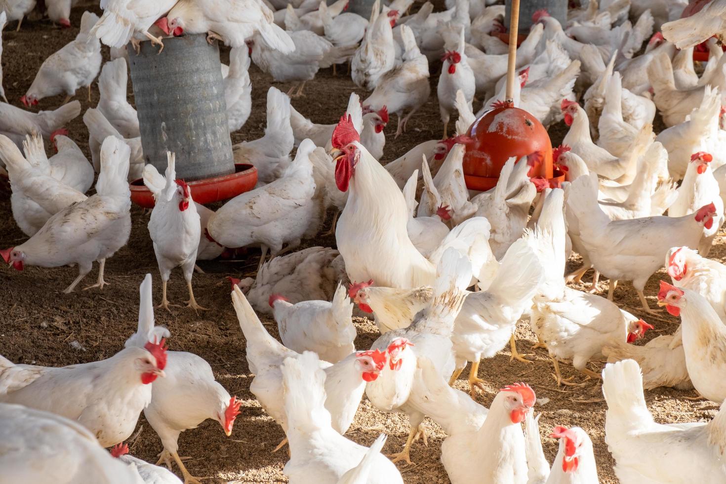 Sao Paulo, Brazil, May 2019 - Group of chickens feeding photo