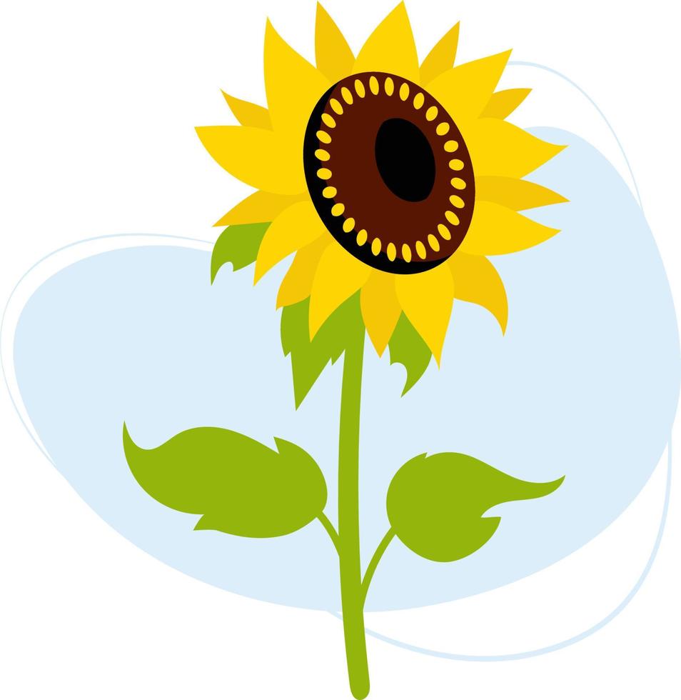 blooming sunflower. Beautiful flowering plant with leaves. Vector illustration. trendy plant For design, decor and decoration