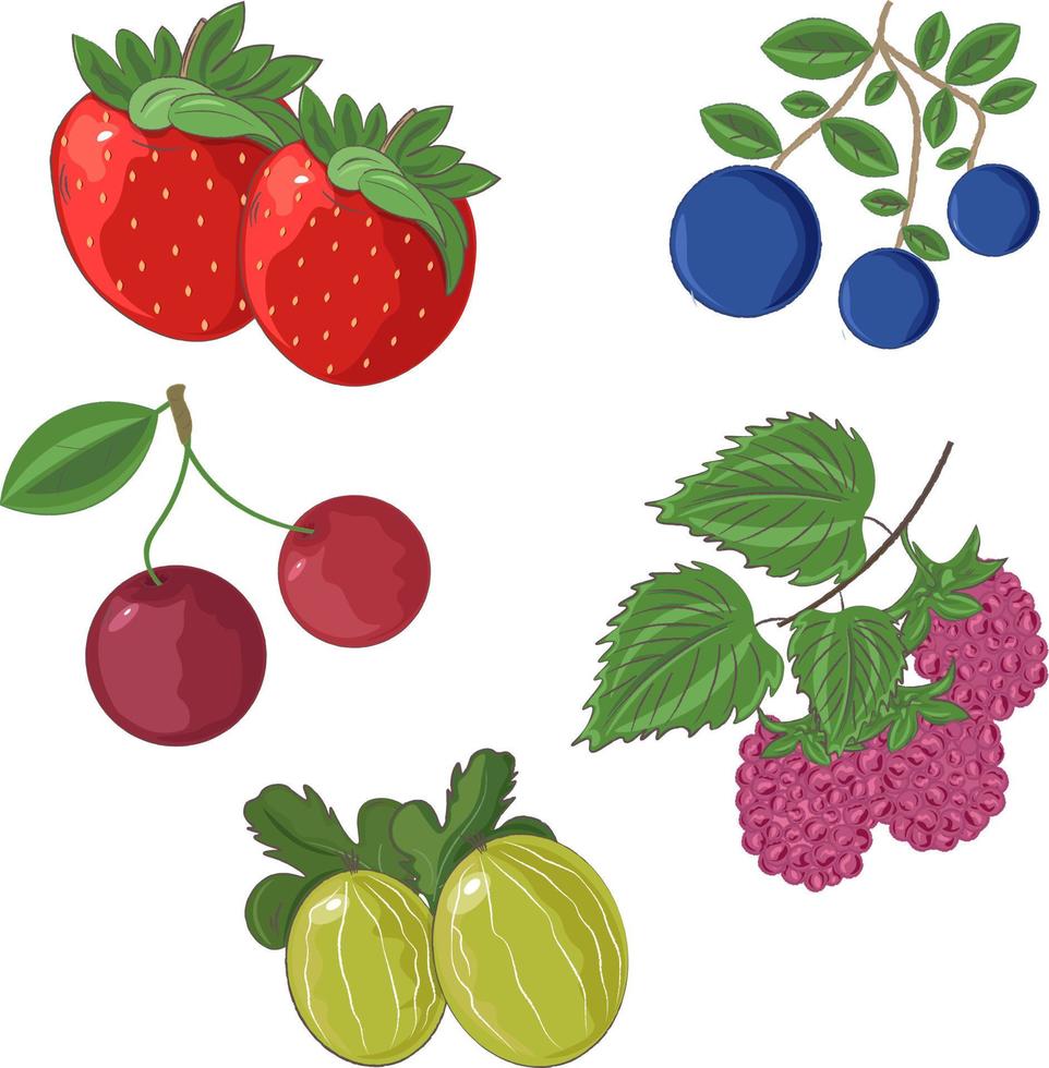 set of various garden berries vector