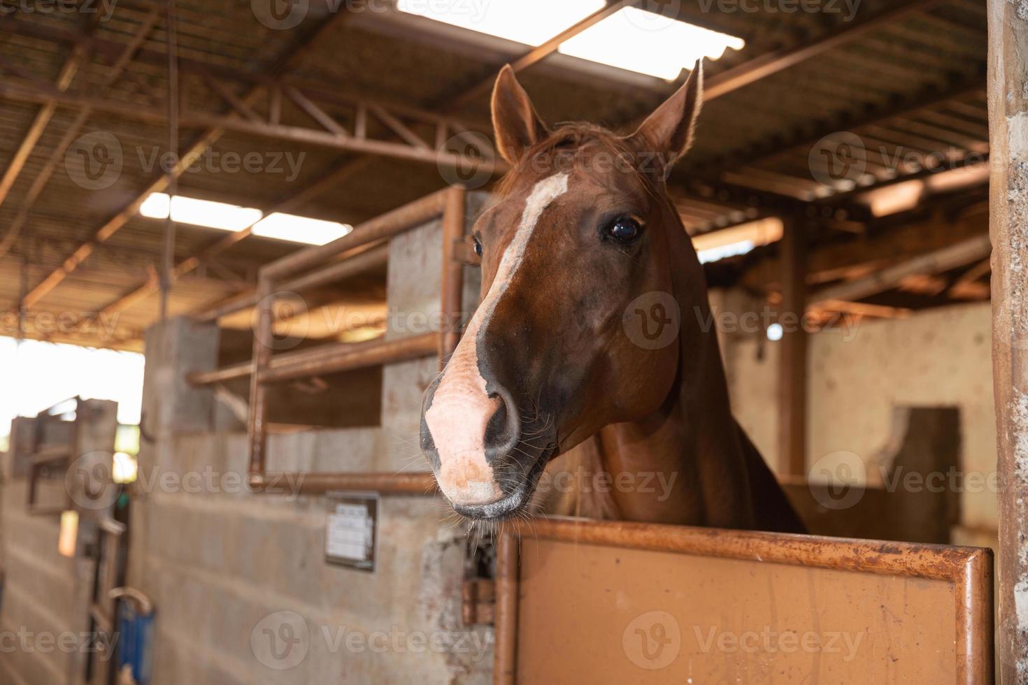 cabeza de caballo mirando por encima de las puertas del establo foto
