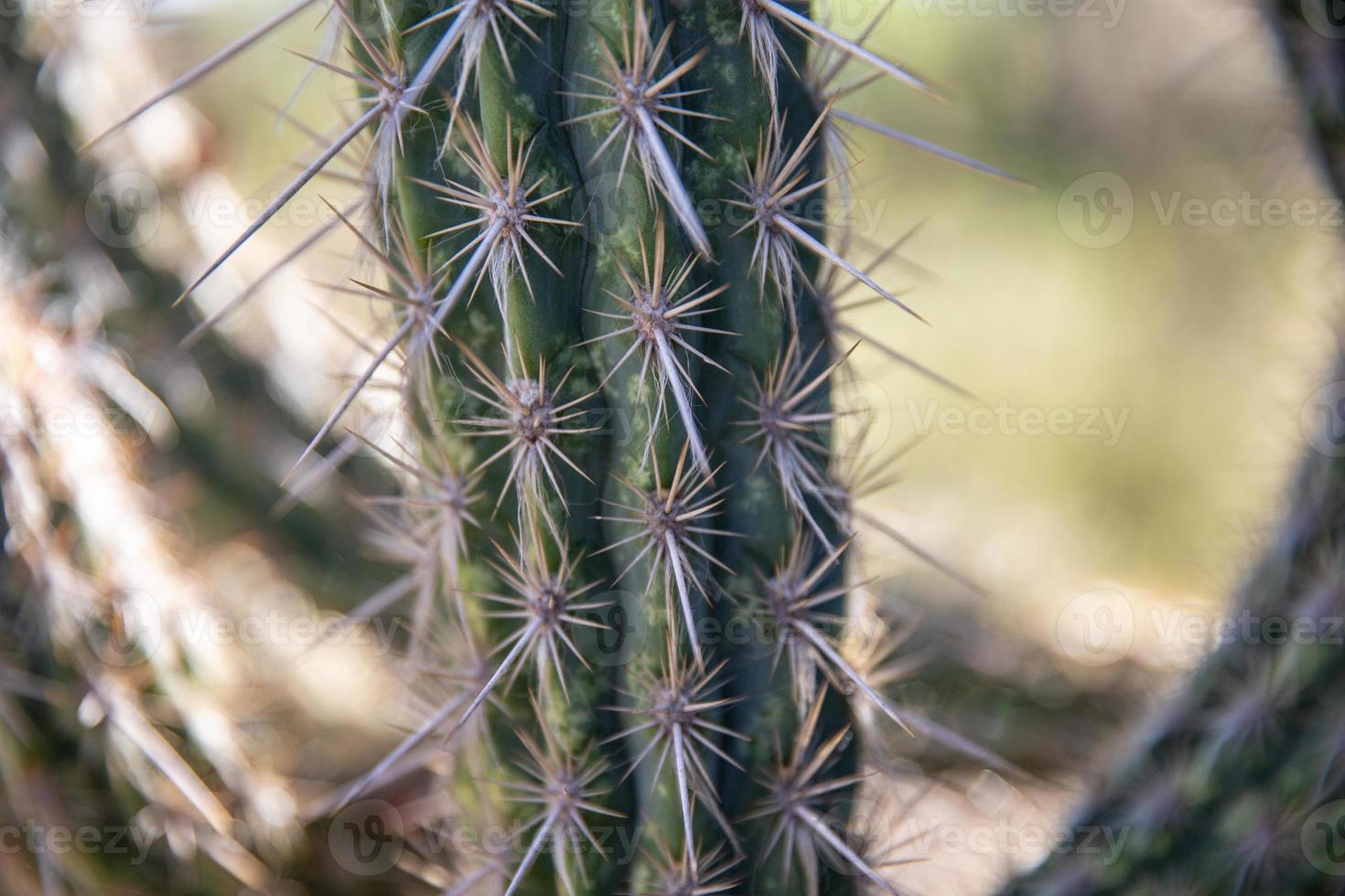 Close up of a cactus photo