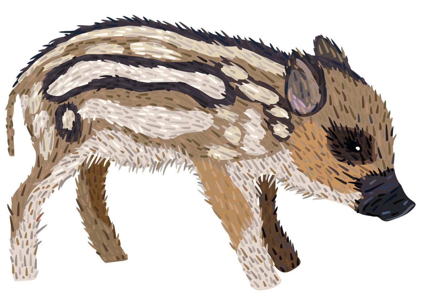 Vector isolated illustration of boar piglet.