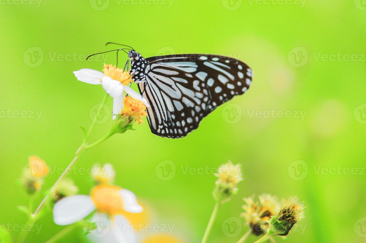 hermosas mariposas en la naturaleza están buscando néctar de flores en la región tailandesa de tailandia. foto