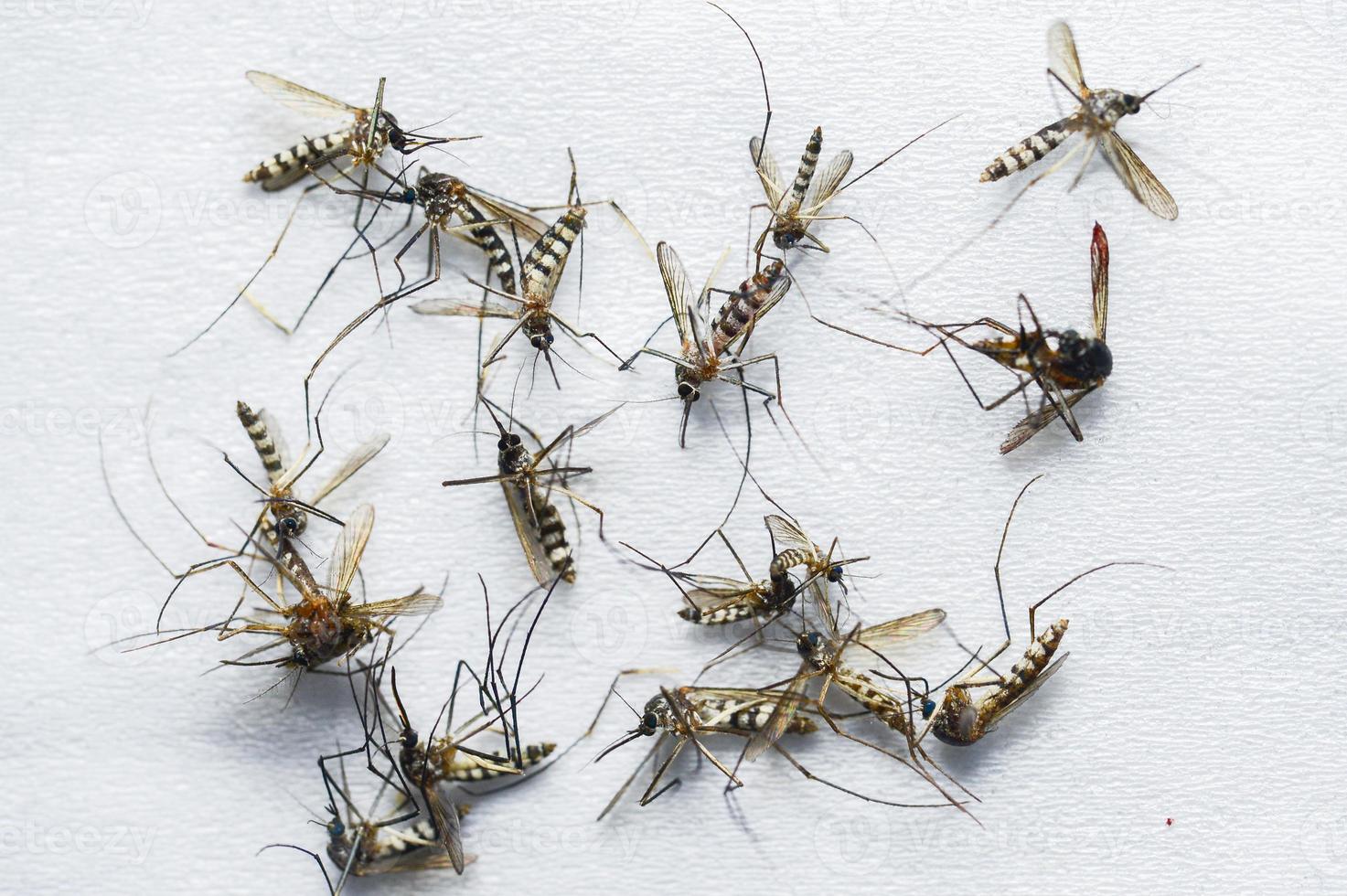 A large number of dead mosquitoes on a white background. photo