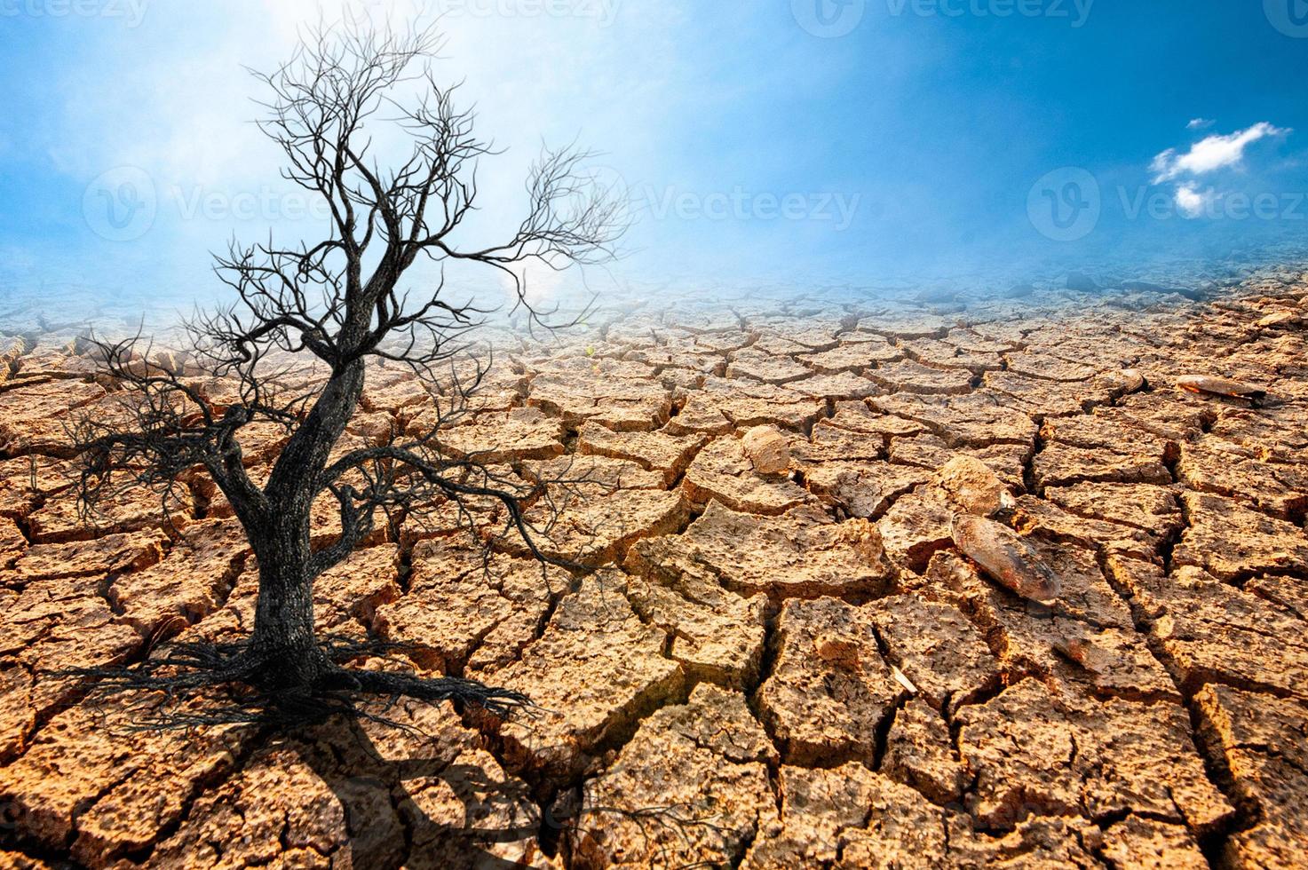 Trees die in a barren land because of global warming. 7643647 Stock