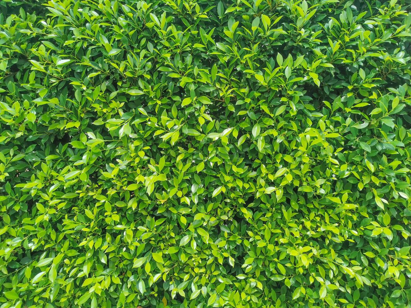 Multiple leaves pattern as background. photo