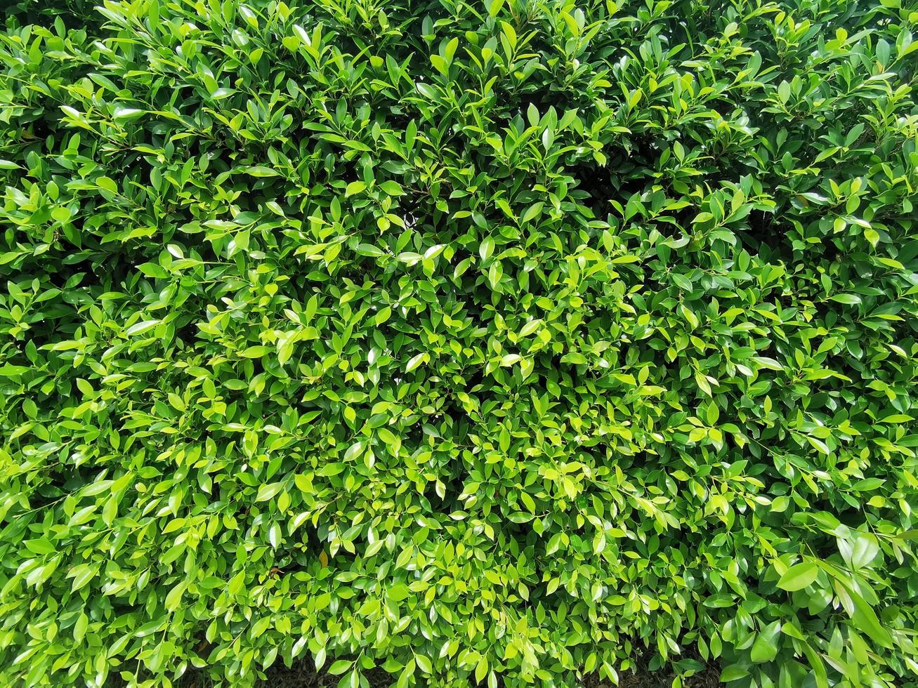 Multiple leaves pattern as background. photo