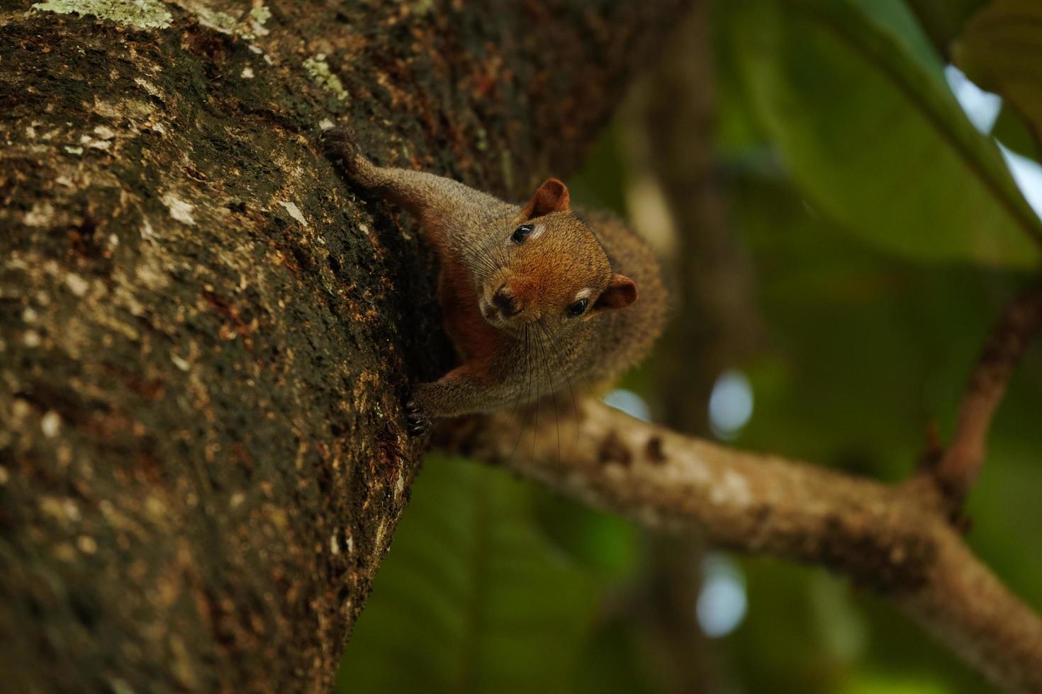 Finlayson squirrel or Variable squirrel climbing on tree branch lush green foliage background in public park. photo