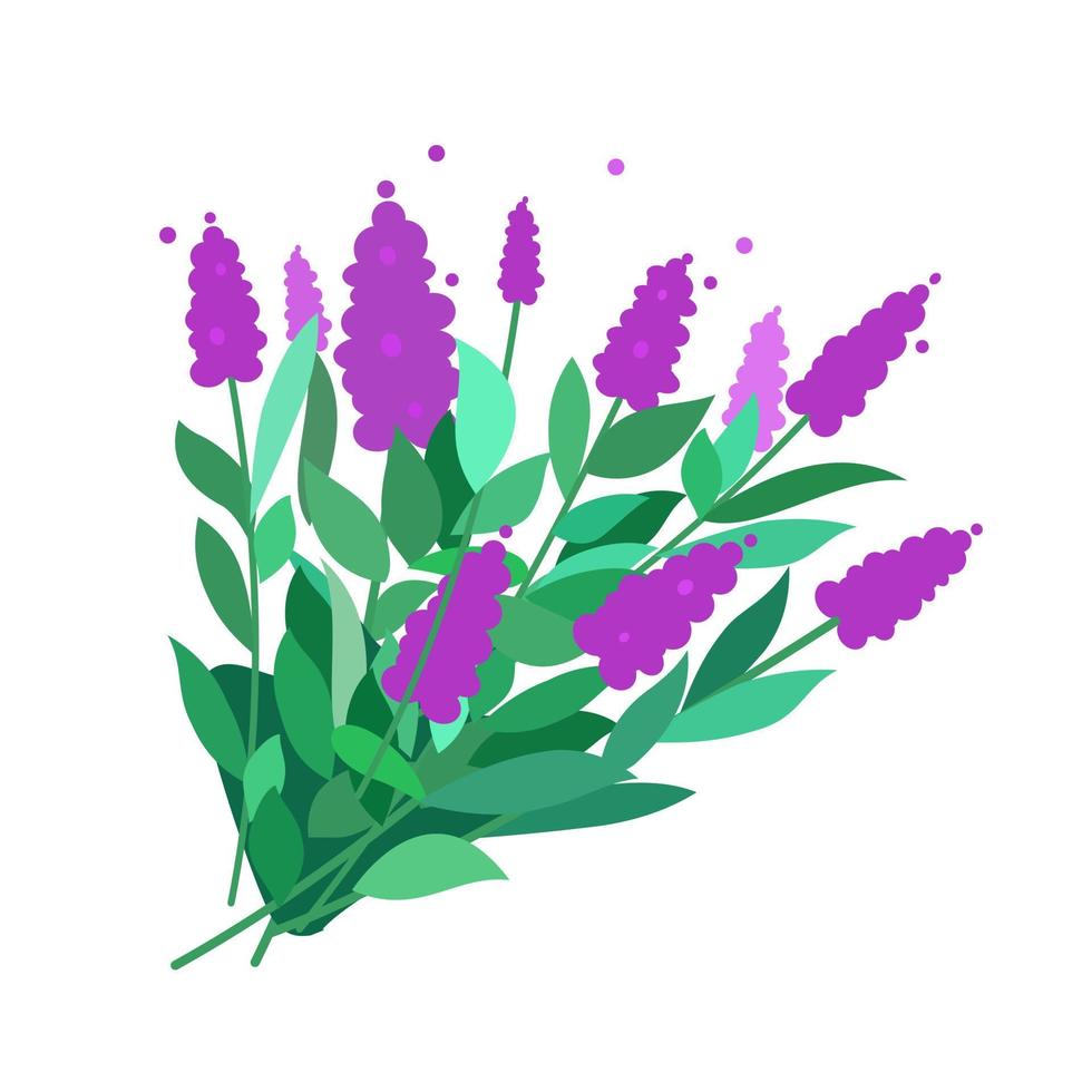 arbusto de salvia con flores y hojas que crecen verticalmente. aislado sobre fondo blanco. ilustración plana vectorial vector