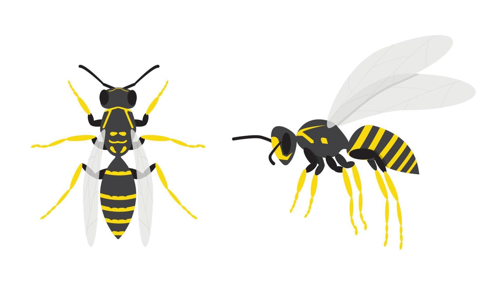 Wasps. A set of two insects. Top and side view on a white background. Cartoon. Vector illustration