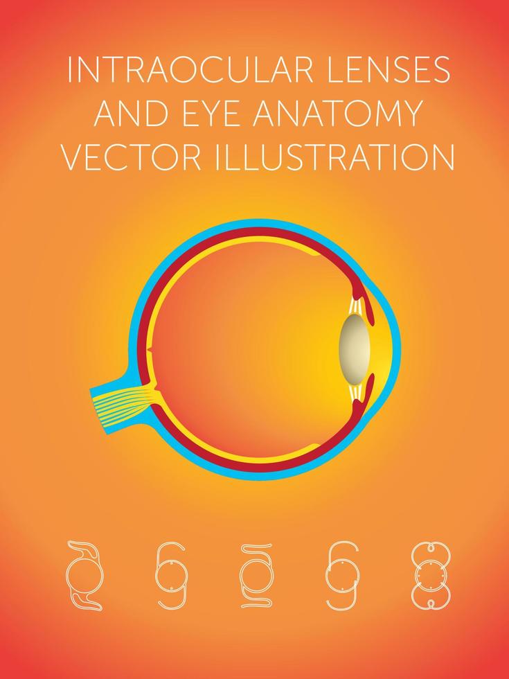 intraocular lenses and eye anatomy vector illustration