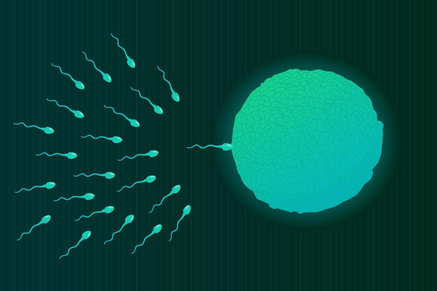 Sperm fertilizes the egg cell. vector