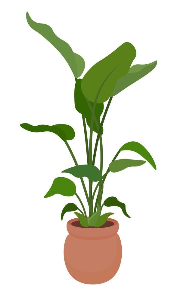 Green decorative deciduous houseplant in a pot vector