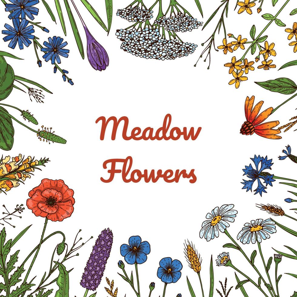 Wild flowers botany frame. Colorful hand drawn vector illustration. Summer design