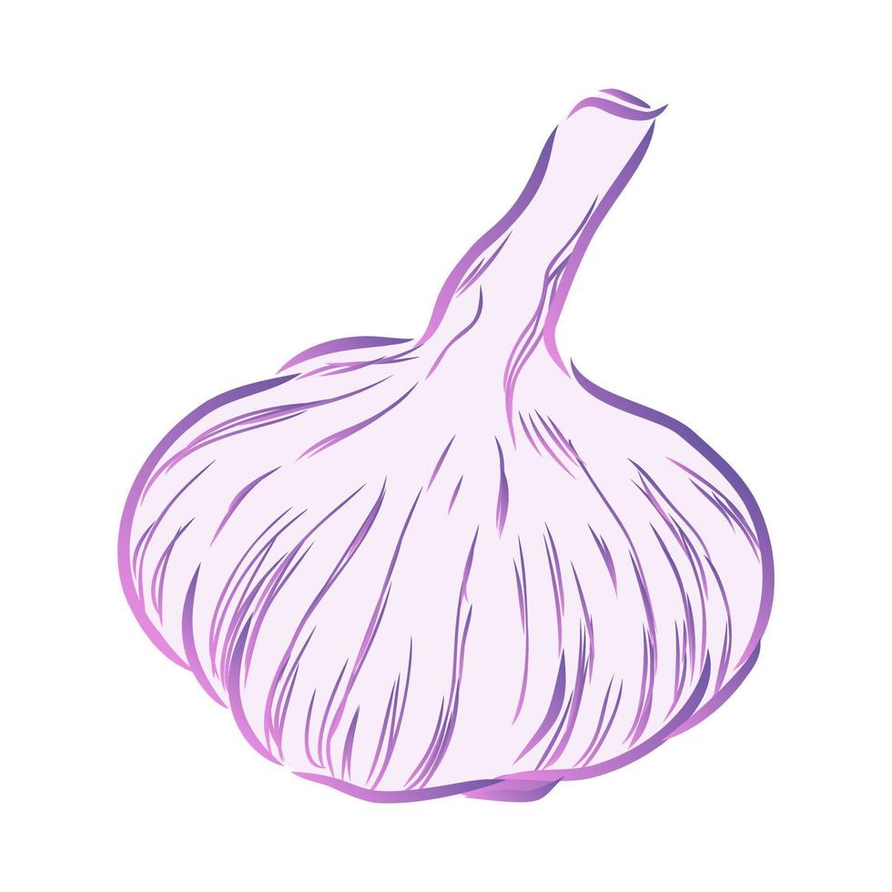 garlic vector sketch