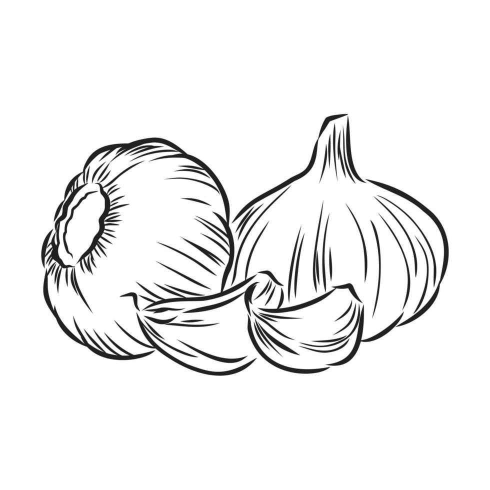garlic vector sketch