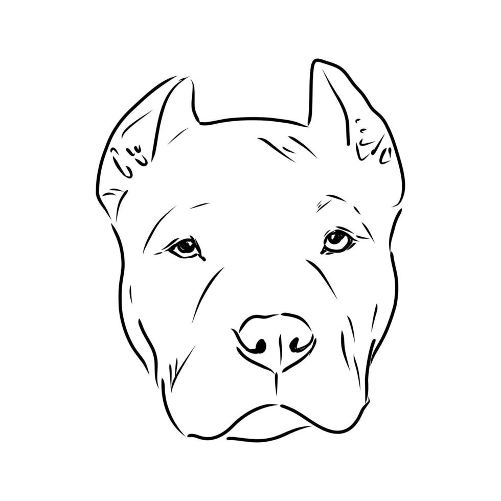 pit bull terrier vector sketch