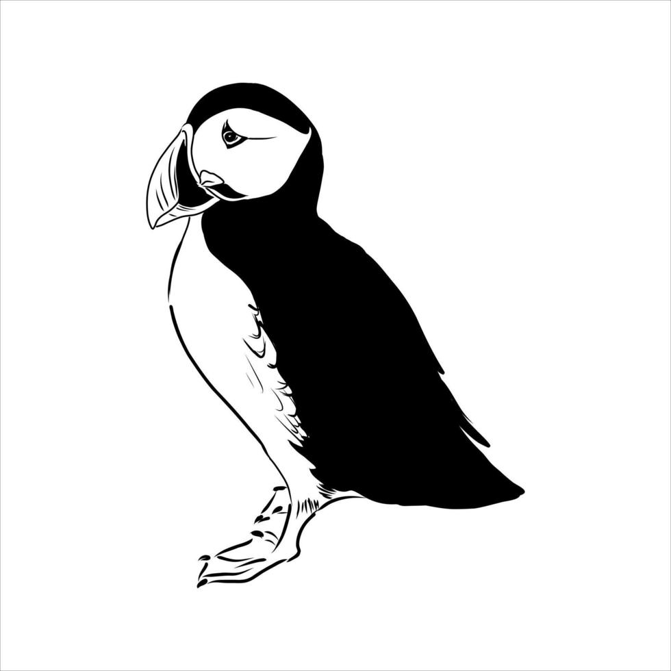 the puffin bird is flying vector sketch