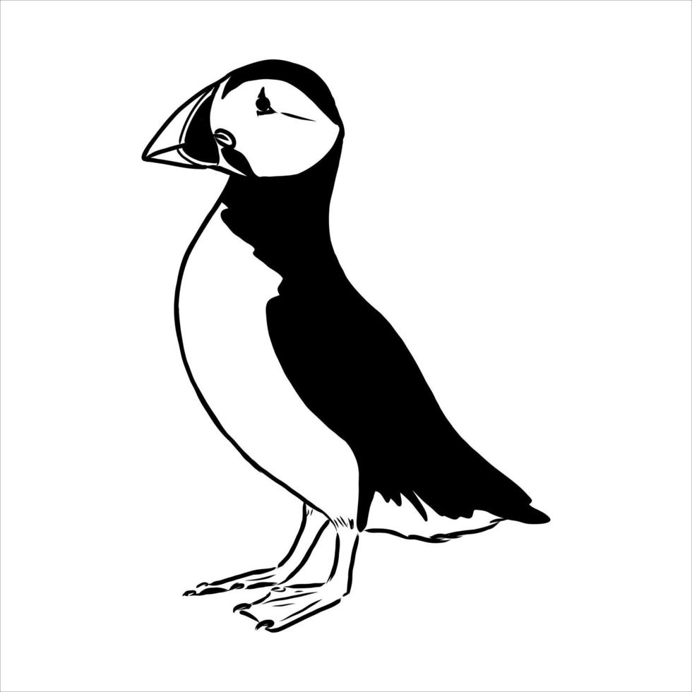 the puffin bird is flying vector sketch