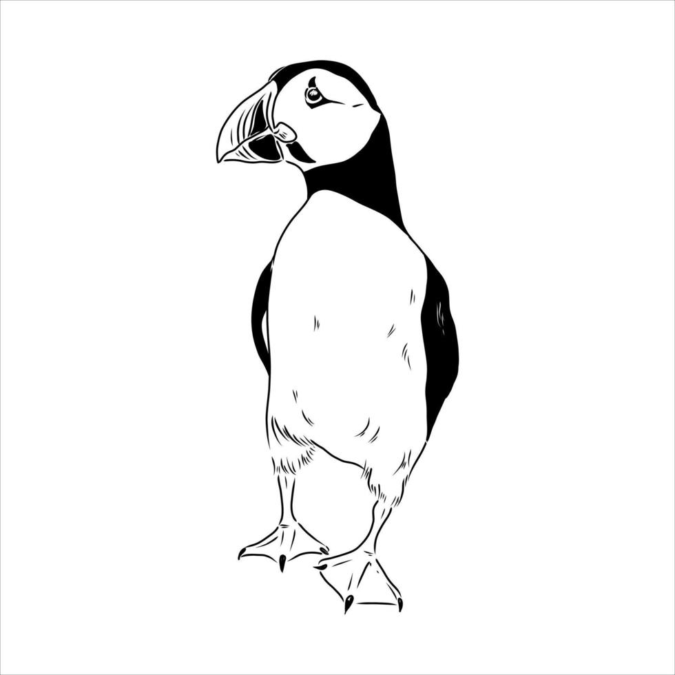 the puffin bird is flying vector sketch