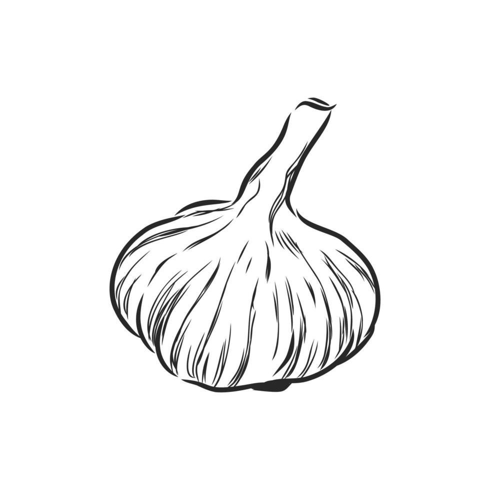 garlic vector sketch