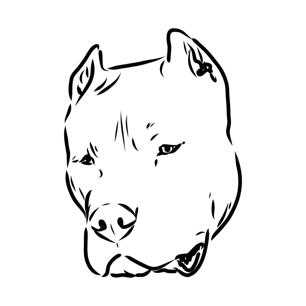 pit bull terrier vector sketch