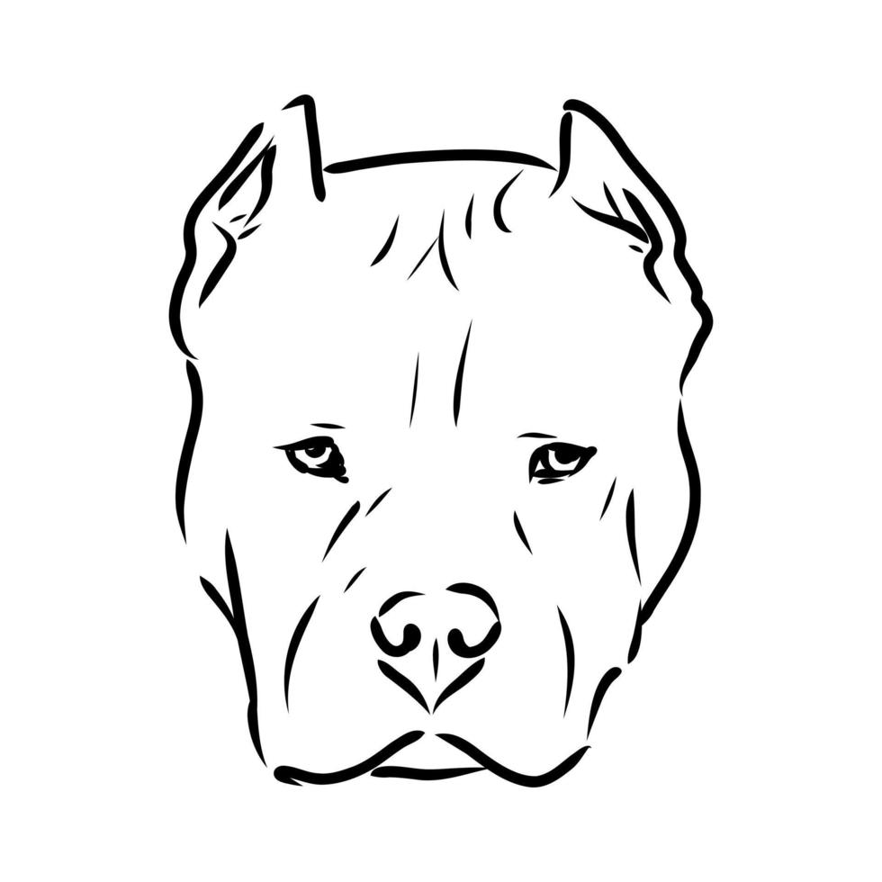 dibujo vectorial pit bull terrier vector