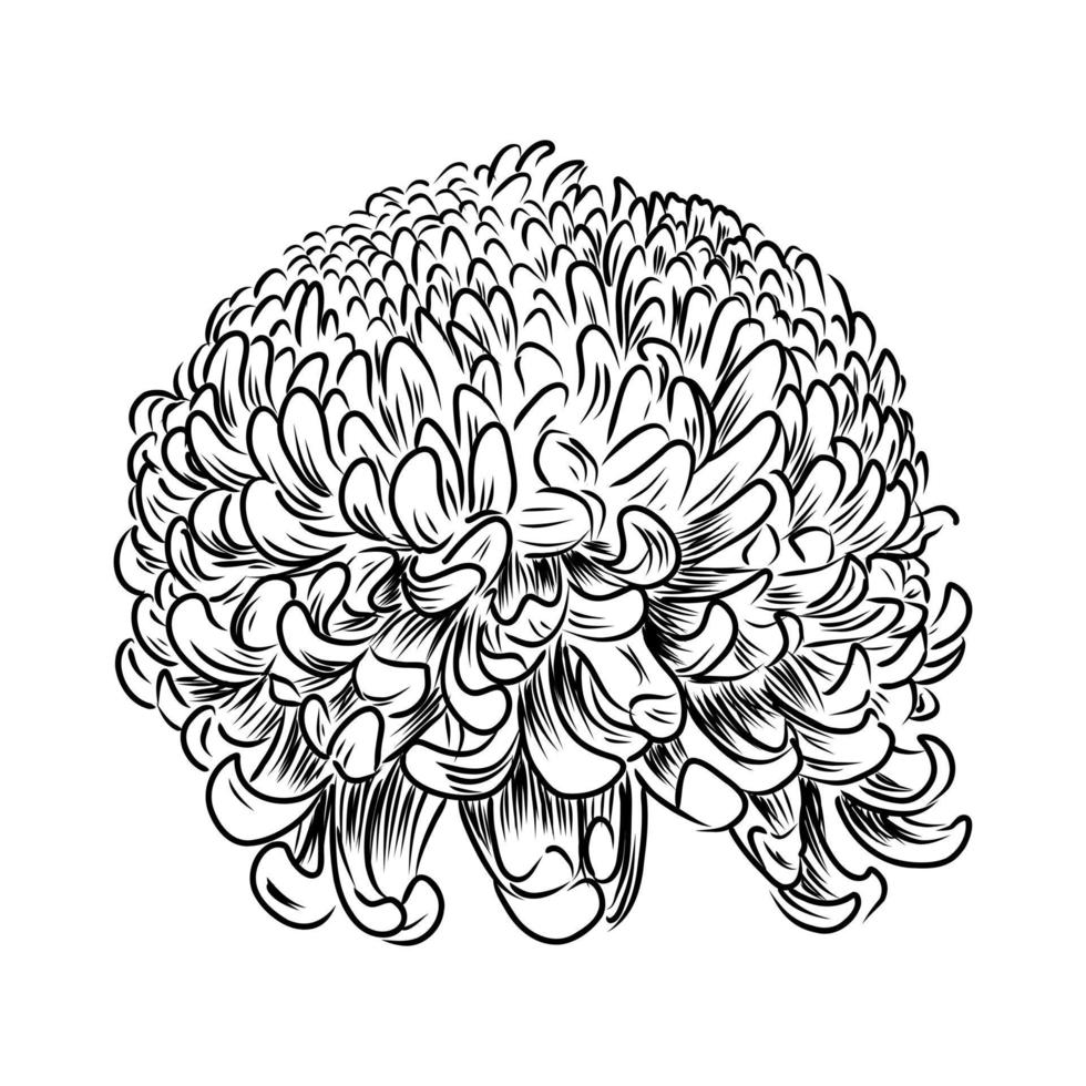 chrysanthemum vector sketch