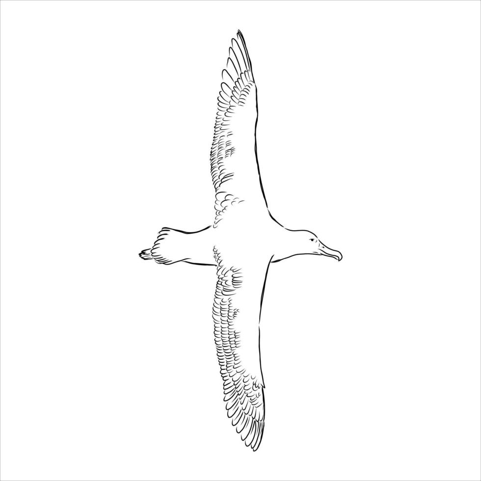 dibujo vectorial de albatros vector