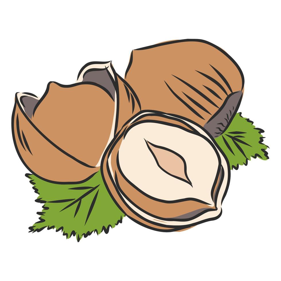 hazelnut walnut vector sketch