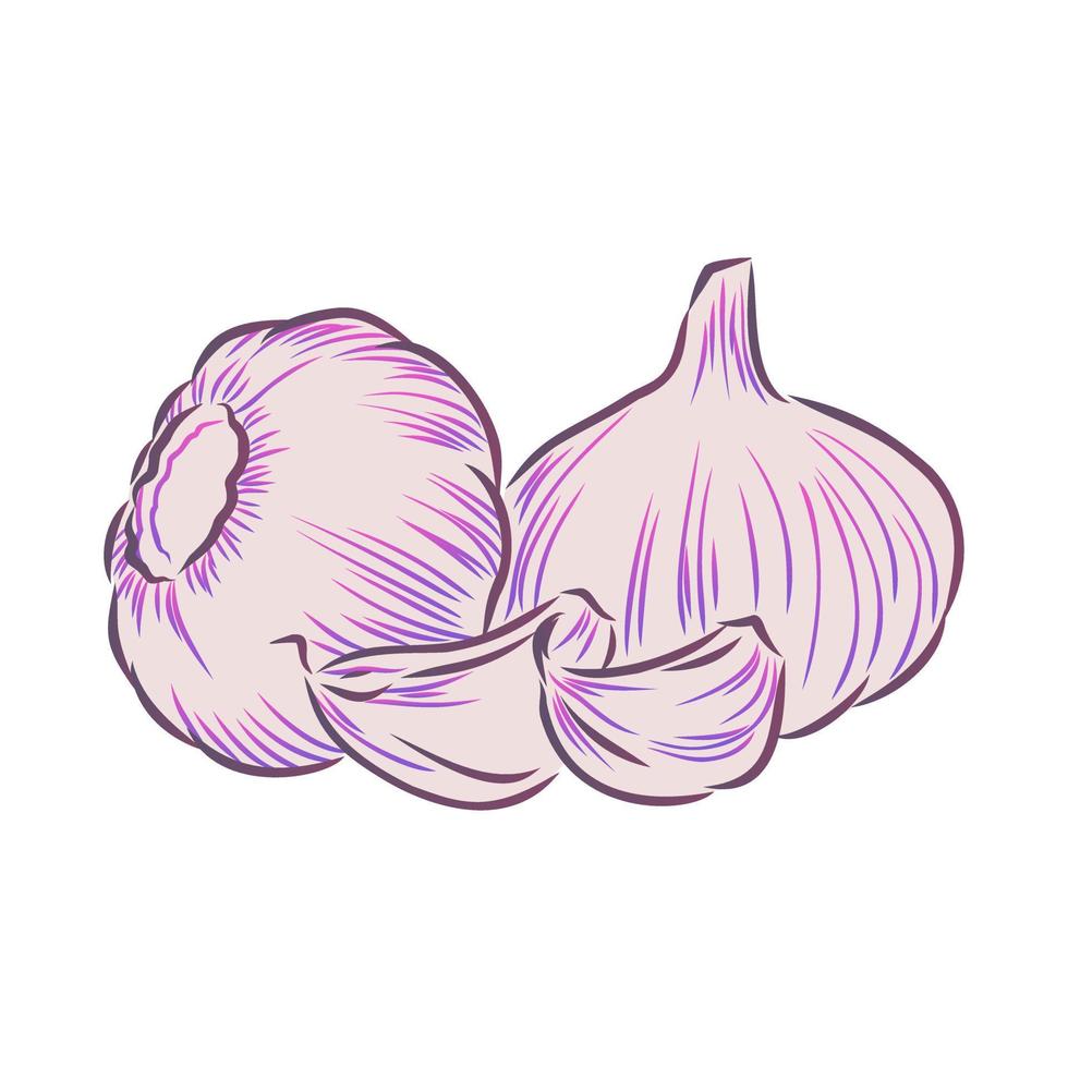 garlic vector sketch