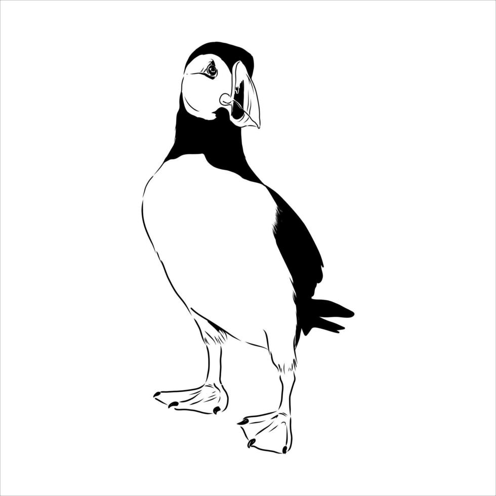 the puffin bird is flying vector sketch