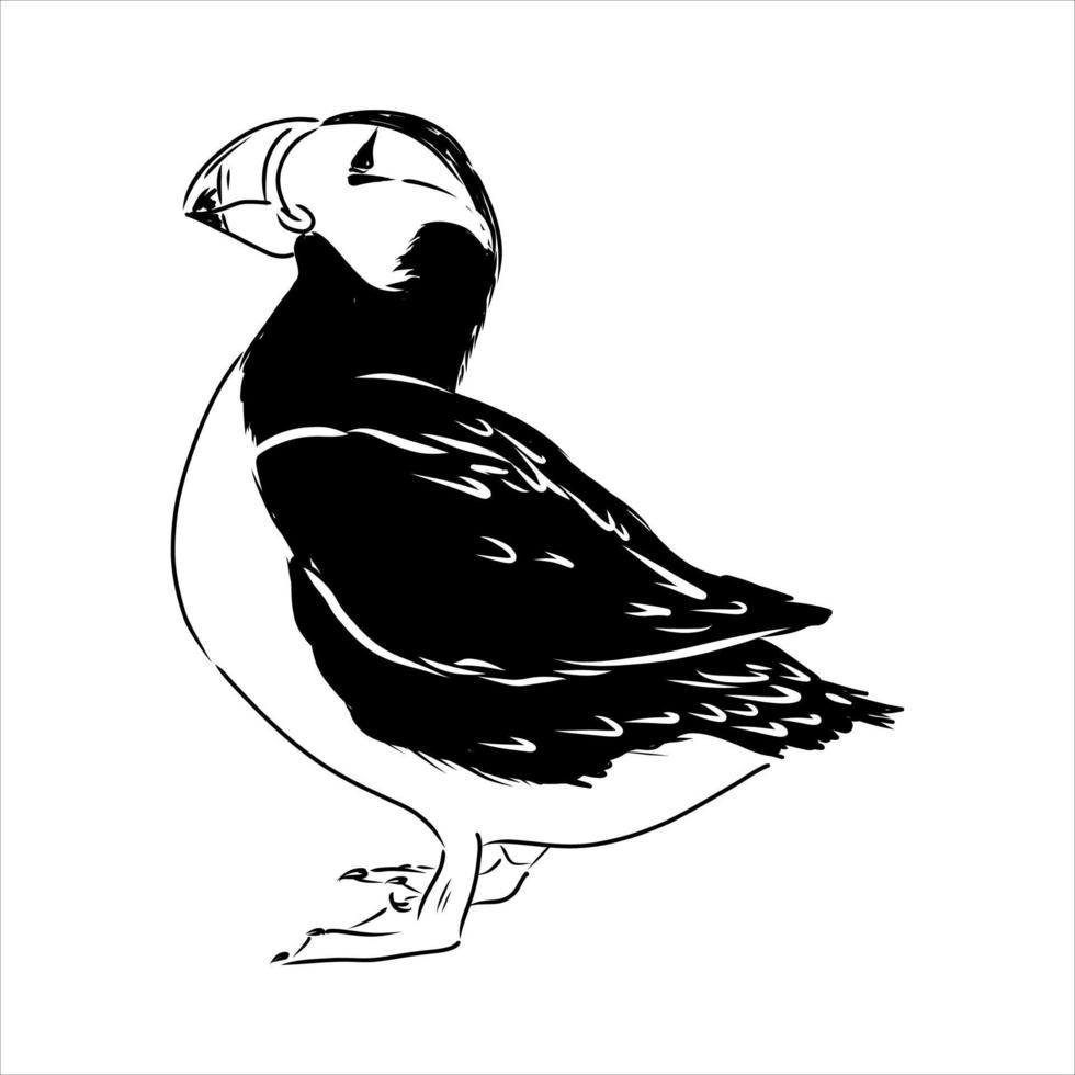 the puffin bird is flying vector sketch