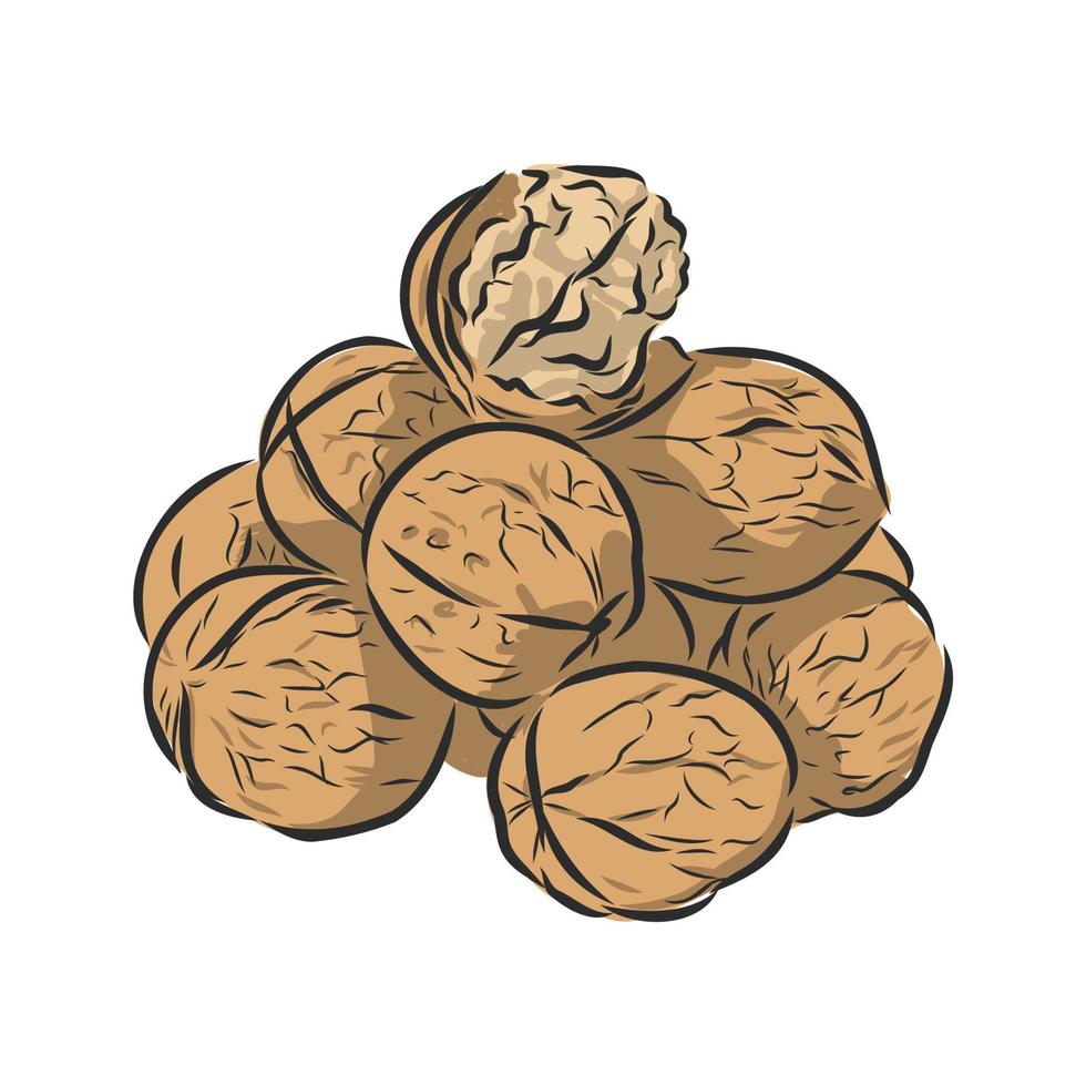 walnut vector sketch