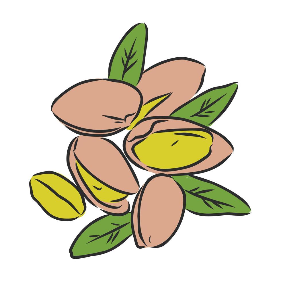 hazelnut walnut vector sketch