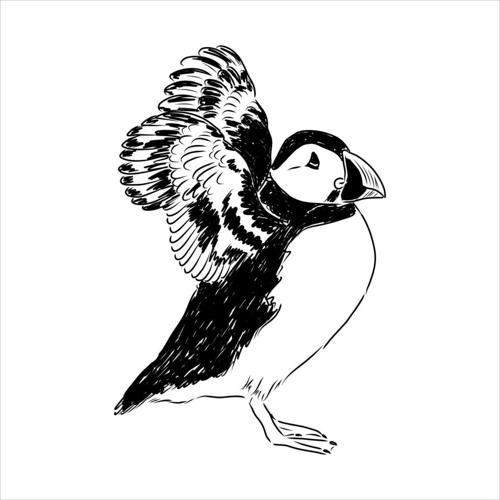 the puffin bird is flying vector sketch