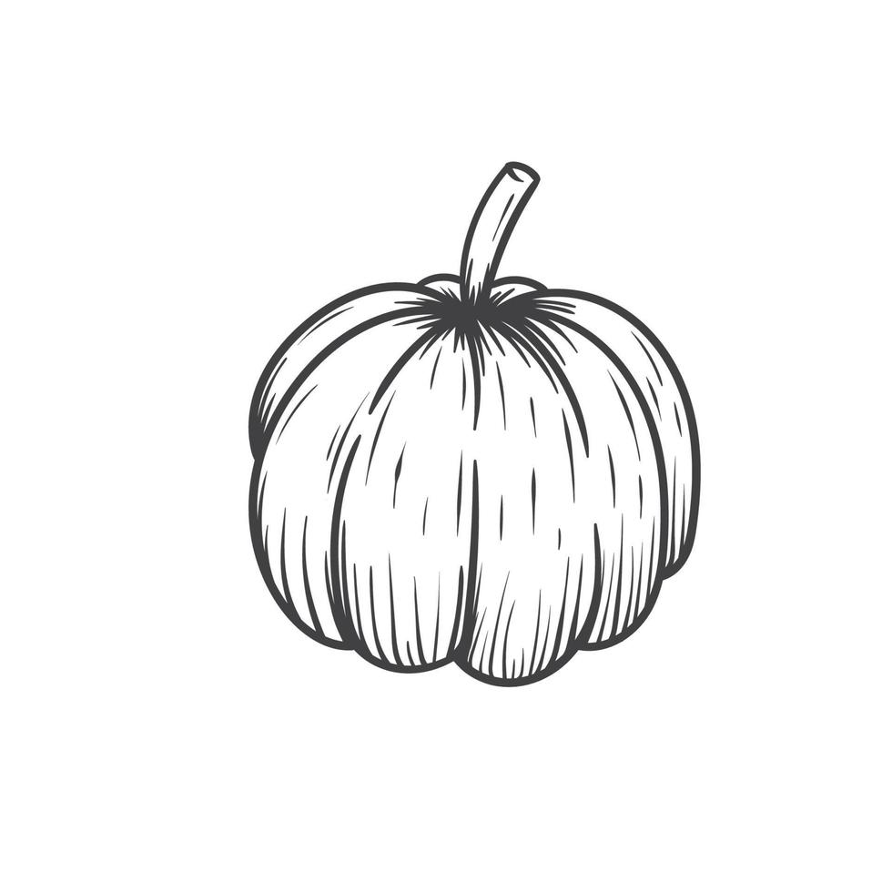 pumpkin hand drawn vector illustration