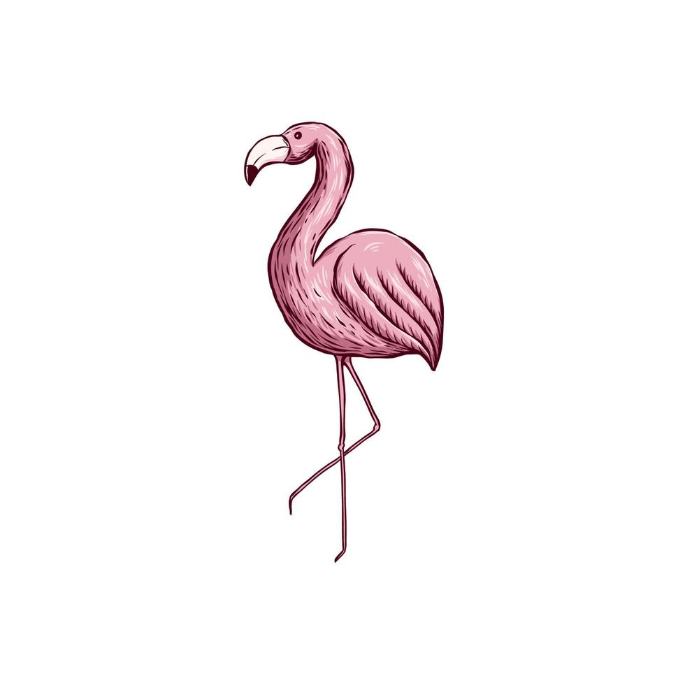 flamingo bird vector illustration draw