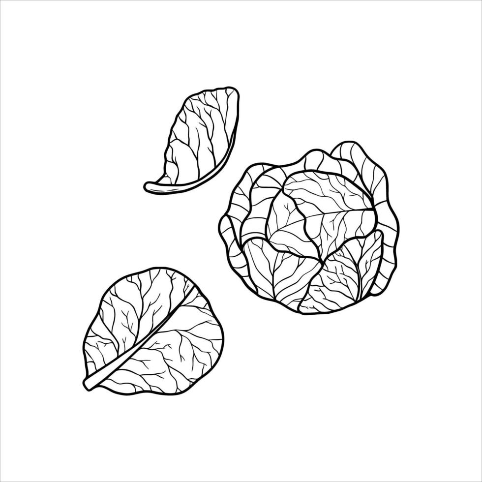 Cabbage Vegetable Hand Drawn Vector Llustration Sketch Stock Vector   Illustration of cooking diet 66132790