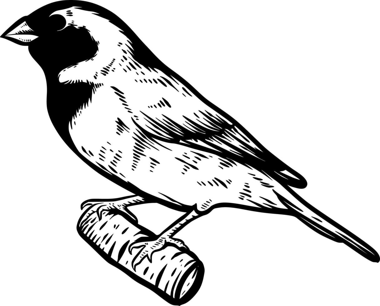 sparrow bird hand drawn illustration vector