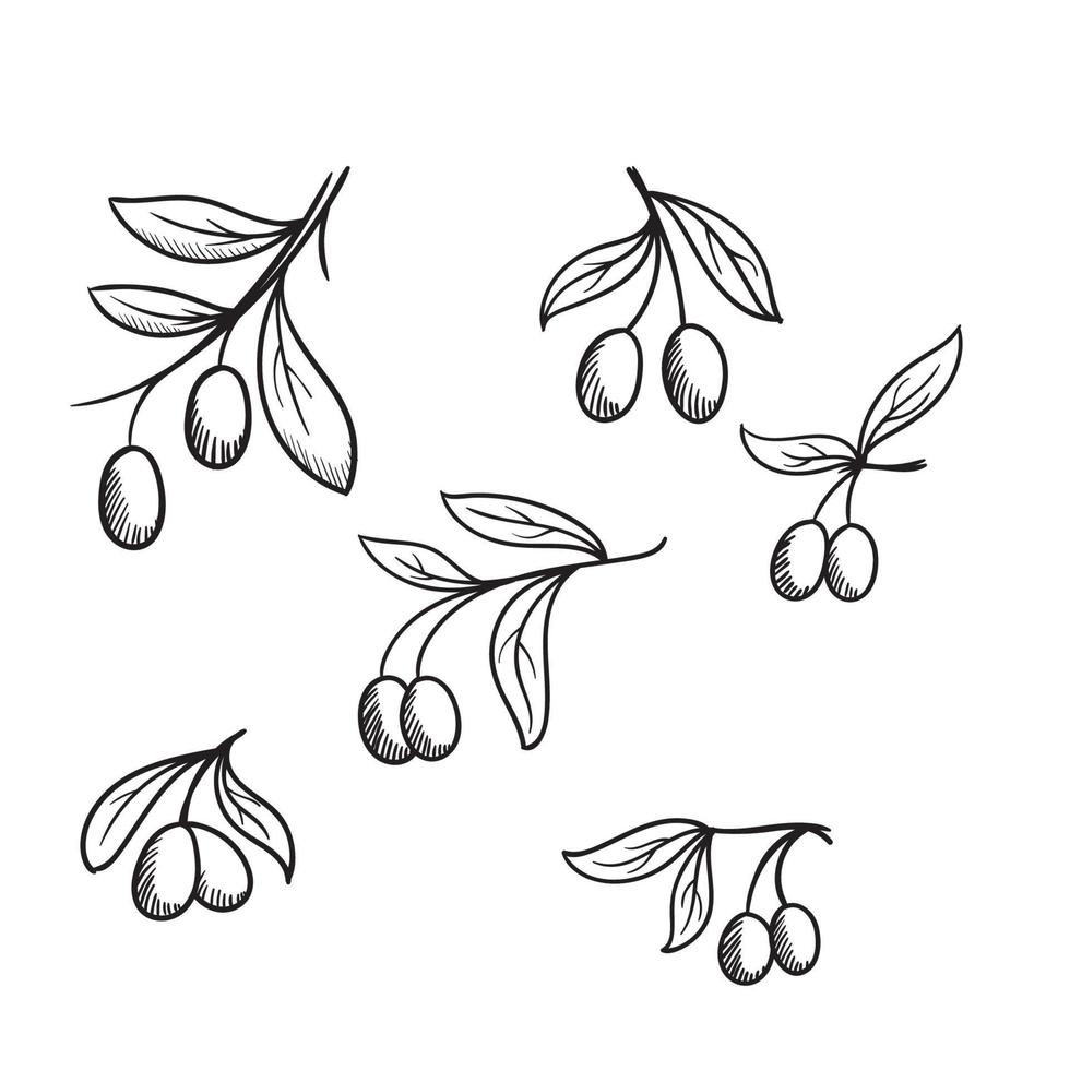 邦楽 OLIVE OIL - Big Silhouette kyoord Extremely High-Phenolic Olive Oil