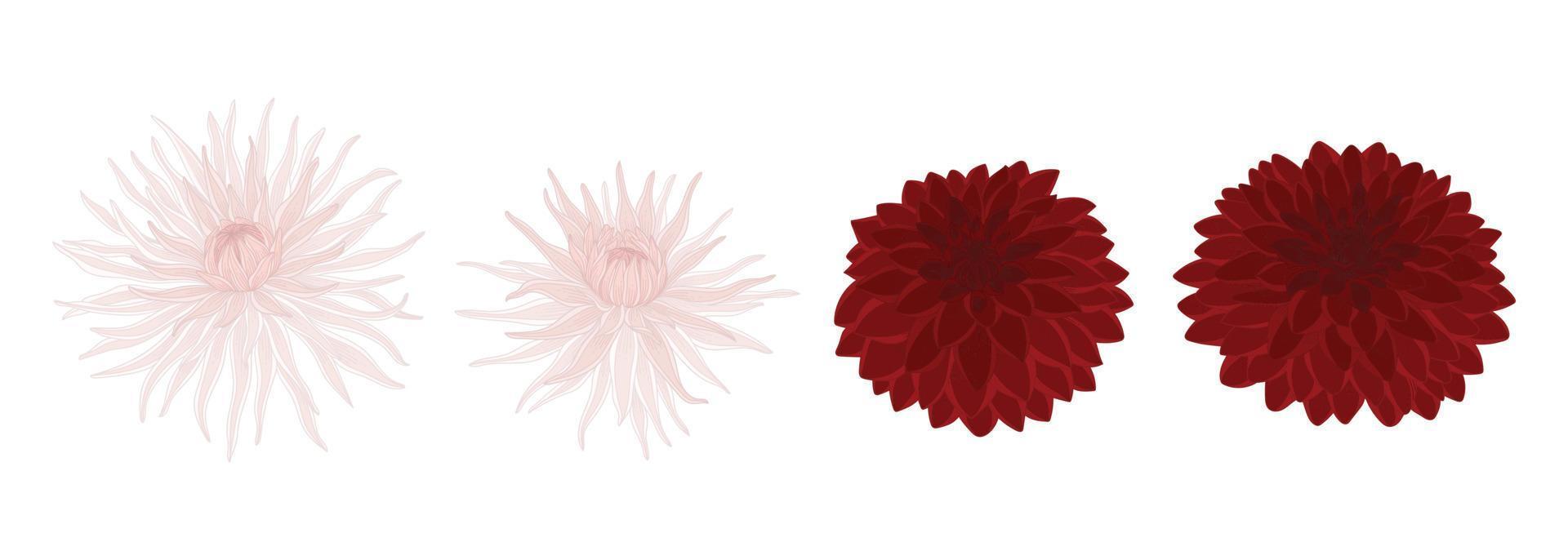 Set of dahlia blooming flowers illustration. vector