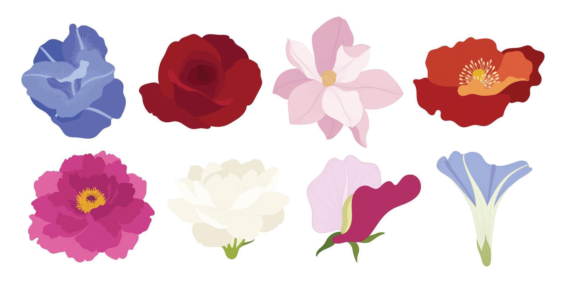 Set of colorful blooming flowers illustration. vector